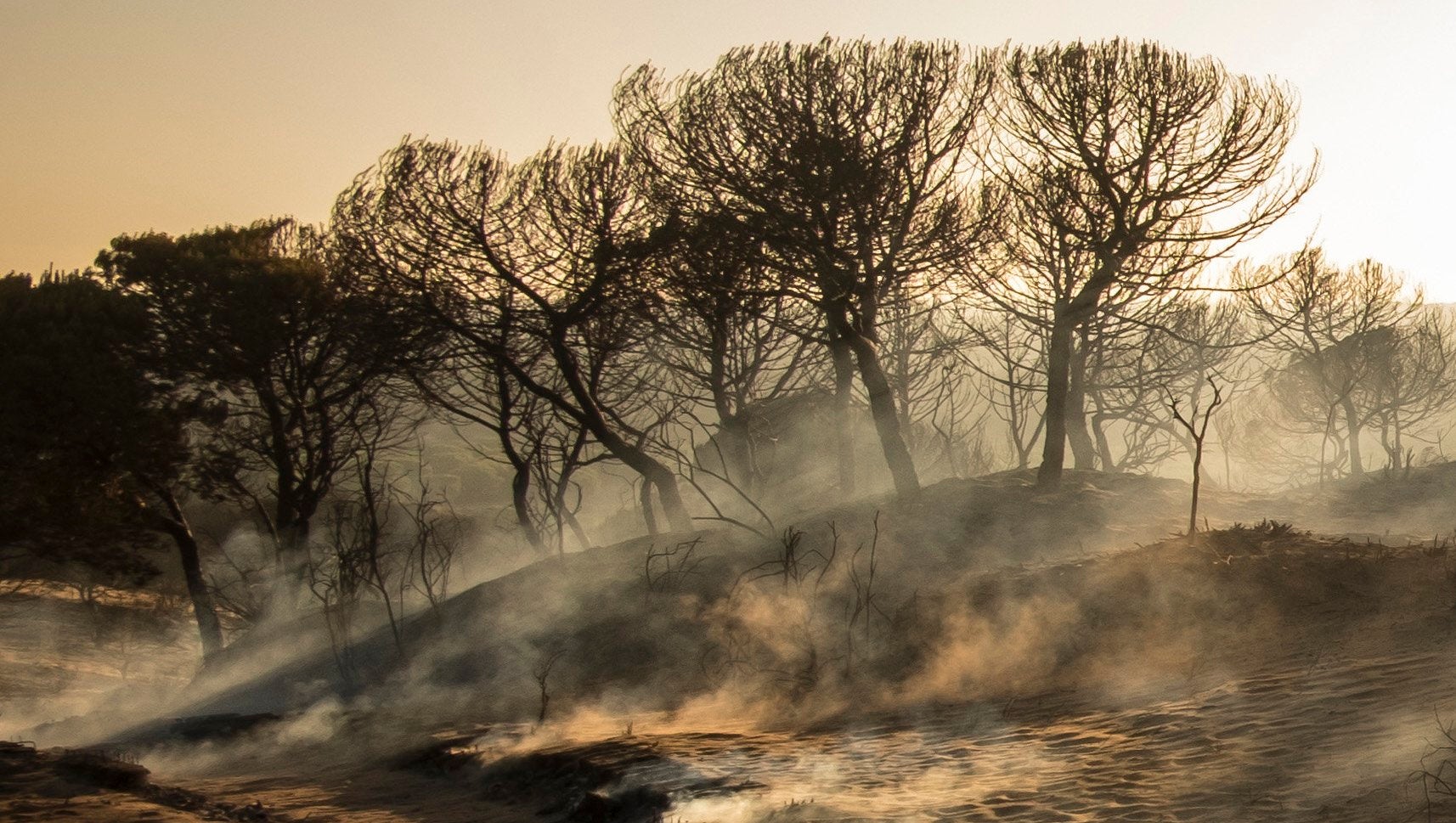 Paraje de Cuesta Maneli tras el incendio en el entorno del Espacio Natural de Doñana