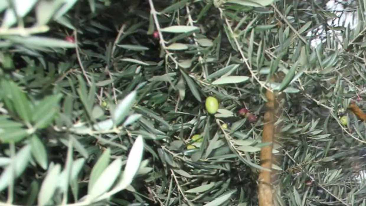 El olivo siempre es indispensable en tiempos de la Pasión