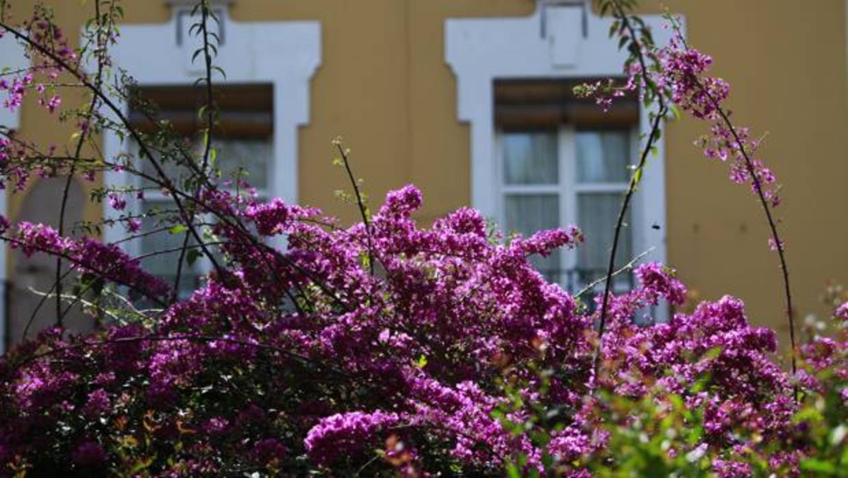 La buganvilla es un símbolo de la primavera sevillana