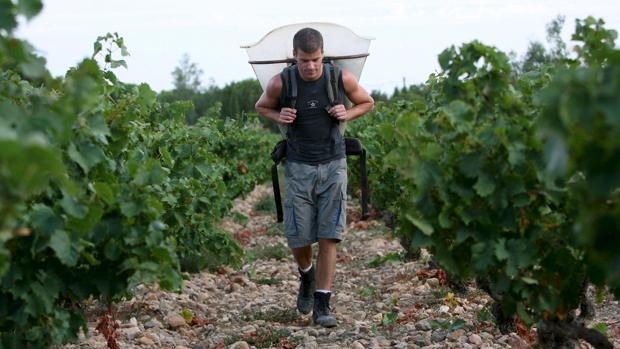 Uno de los jóvenes que acuden a la vendimia en tierras francesas, concretamente en la localidad de Rivesaltes, al sur del país galo