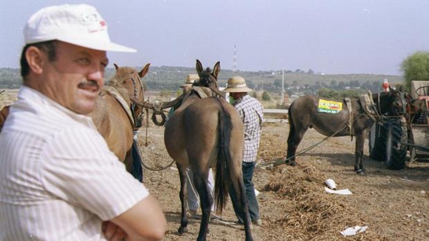 Africultores recogen a sus animales del campo