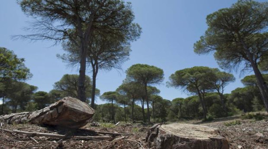 Espacio natural de Doñana.