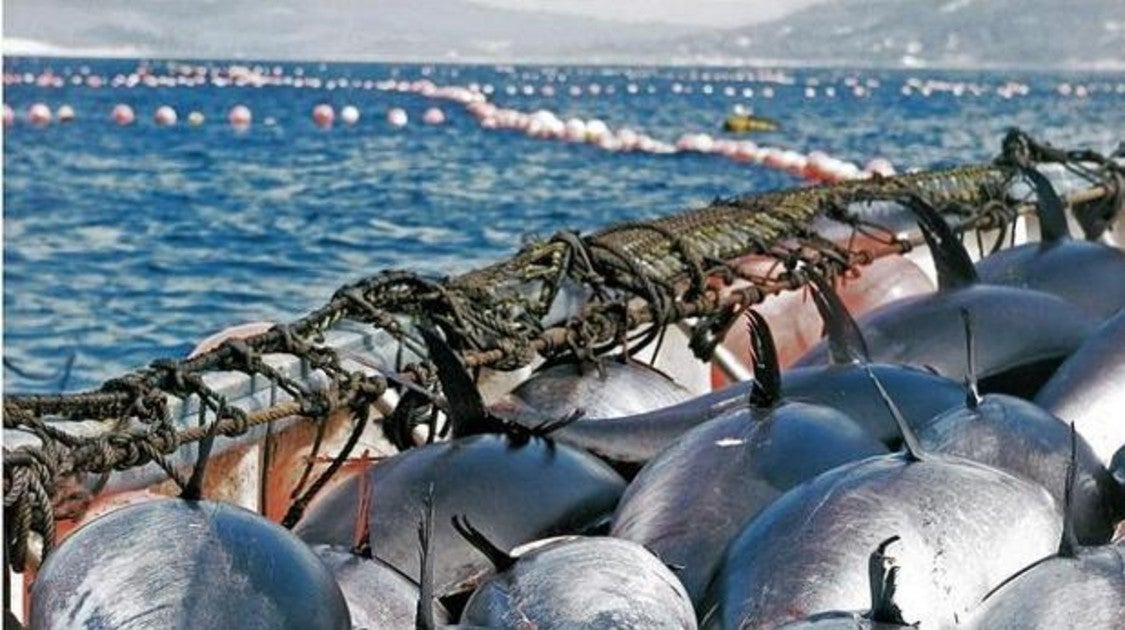 Otra amenaza para el atún y la pesca