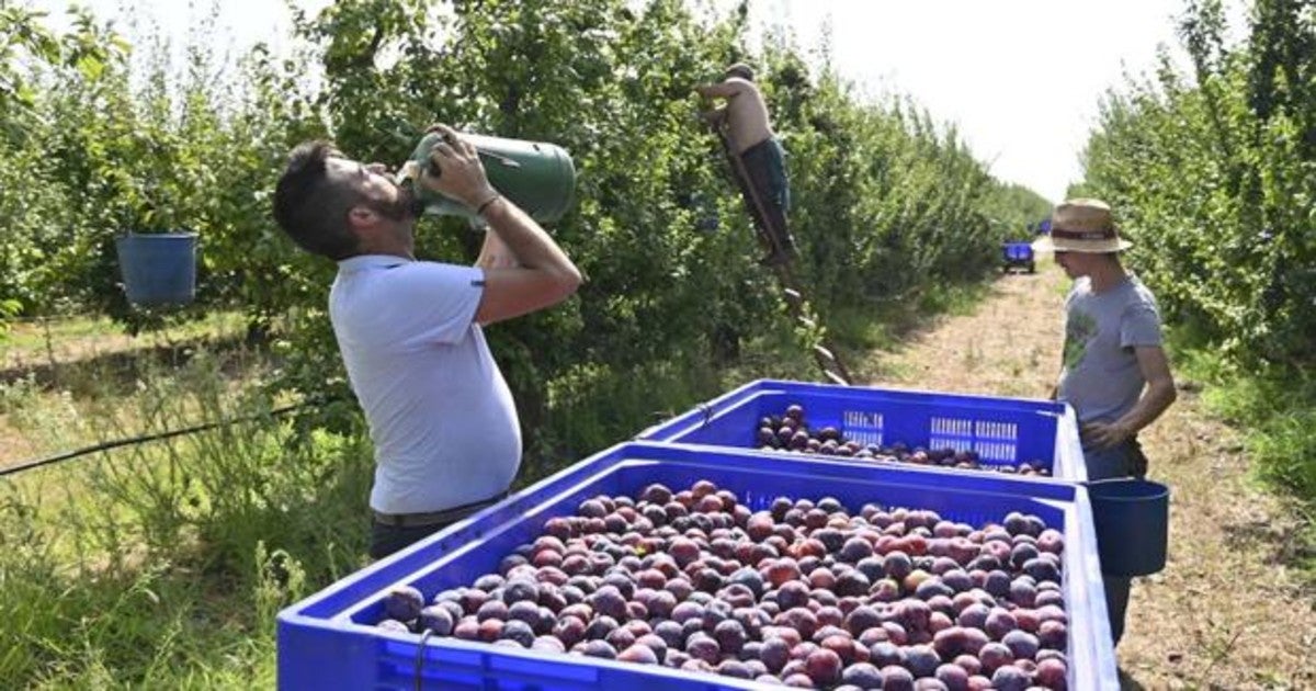 Fernando Sicre: Fresas, fresones y frutos rojos