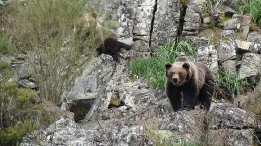 Cantábrico (****): Festín de naturaleza y vida