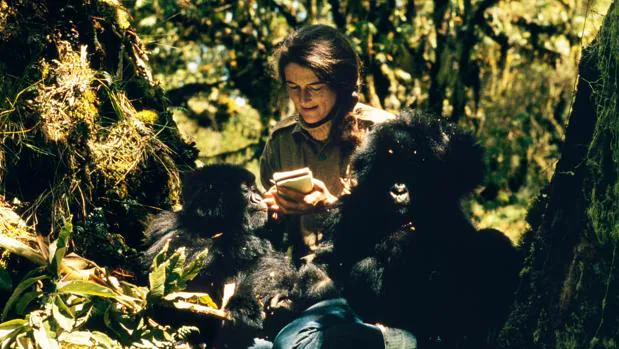 Dian Fossey, el ángel guardián de los gorilas que murió acuchillada en la niebla