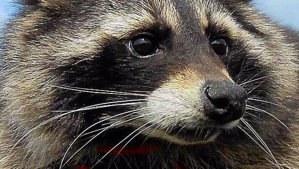 Muere Oreo, el mapache que emuló a Rocket Raccoon en «Guardianes de la Galaxia»