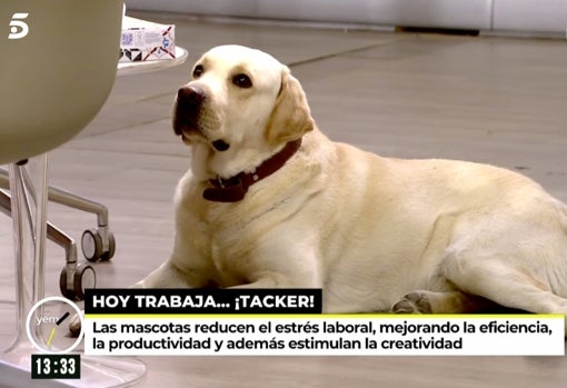 Tacker, el perro de Sonsoles Ónega, en 'Ya es mediodía'.