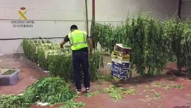 Los agentes han intervenido 2.500 kilos de marihuana en un almacén de la localidad sevillana de Los Molares