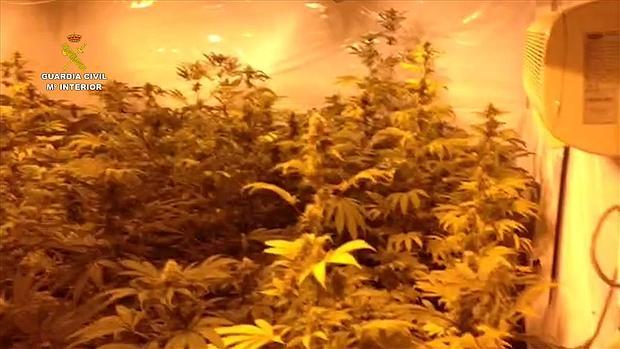 Desarticulan una red que cultivaba marihuana en chalets de lujo