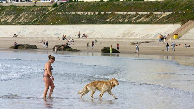 El Ayuntamiento solicitará zonas para perros en la playa