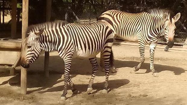 El Zoo de Jerez recibe una cebra de montaña de Hartmann