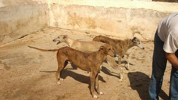 La Mancomunidad de la Bahía mejorará la recogida de animales para Cádiz, San Fernando y Chiclana