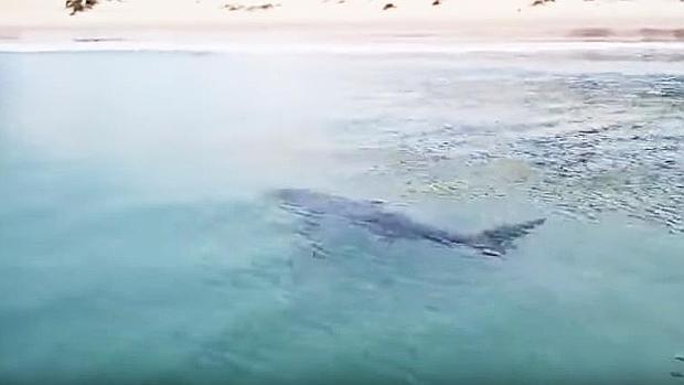 Avistan un tiburón en la playa de Bolonia en Cádiz