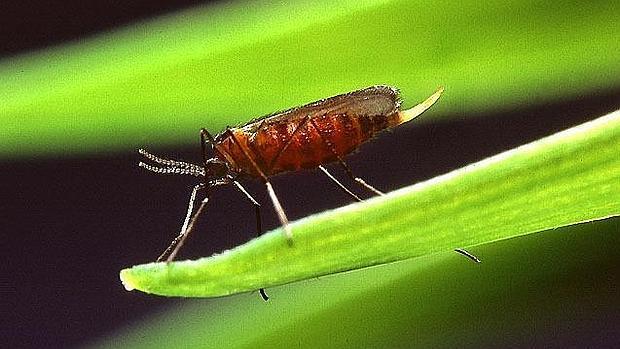 Mosquito del trigo (mayetiola destructor)