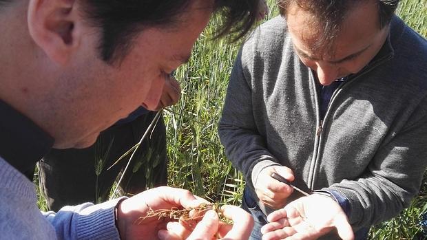 Agricultores observan los daños producidos por el mosquito en la planta