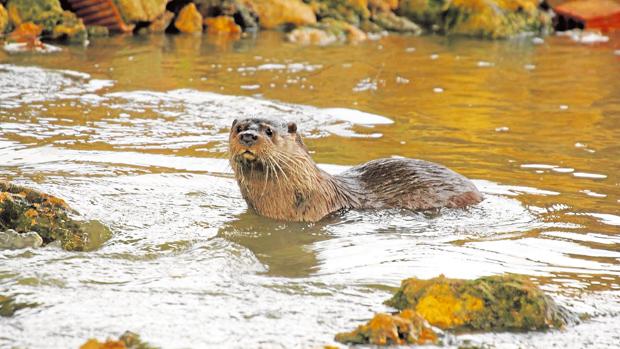 Nutria captada en el río Guadaíra por José Antonio Benítez, un alcalareño con alma de naturalista