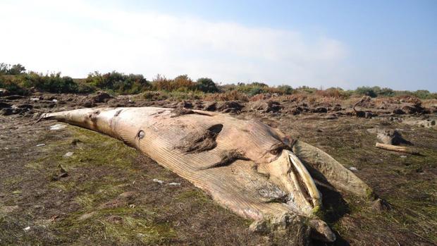 Descubre la historia de &#039;Bahía&#039;, la ballena varada en aguas gaditanas