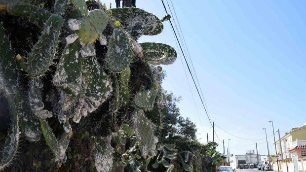 Una plaga de cochinillas se hace con Camposoto