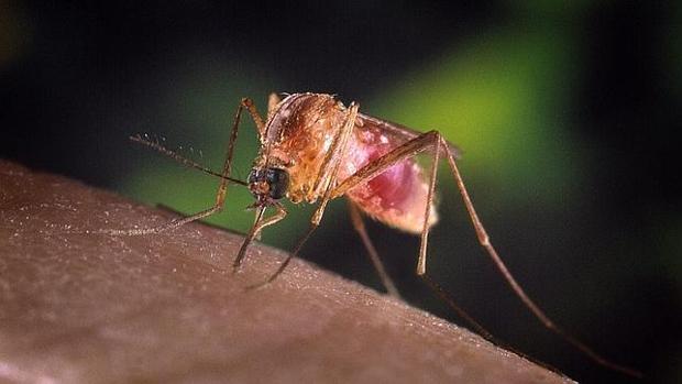 La Junta activa la alerta sanitaria en Andalucía por la fiebre del Nilo