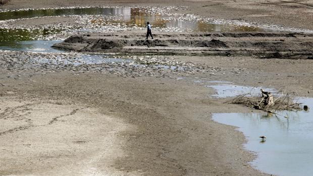 Piden que se abra la bocana del Guadiaro para salvar a miles de peces