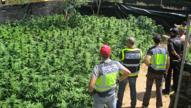 Se han intervenidos 20.000 plantas de marihuana