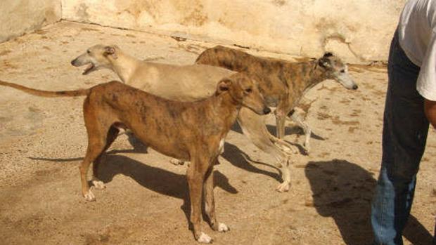 En pie de guerra por la falta de un centro de animales en El Puerto