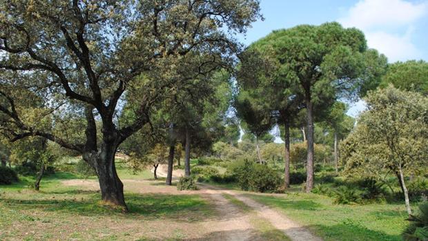 Dehesa de Matallana, donde ha aparecido este domingo el cadáver