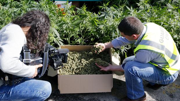 Un agente de la Guardia Civil en una plantación de marihuana