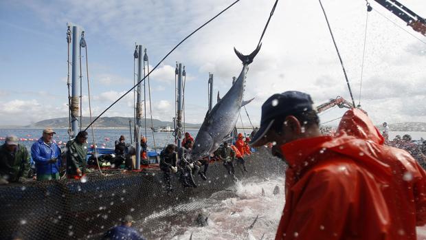 España peleará con más apoyos un aumento de la cuota de atún rojo