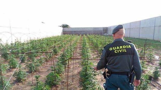 Un agente ante una plantación de marihuana desmantelada en la provincia este año
