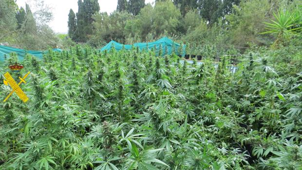 Ingresa en prisión por el supuesto cultivo de 426 plantas de marihuana en una vivienda en Jimena