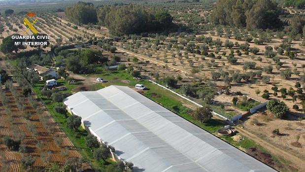 Las miles de plantas ocultas en el invernadero de Marchena arrojaban un peso de casi 3 kilos cada una