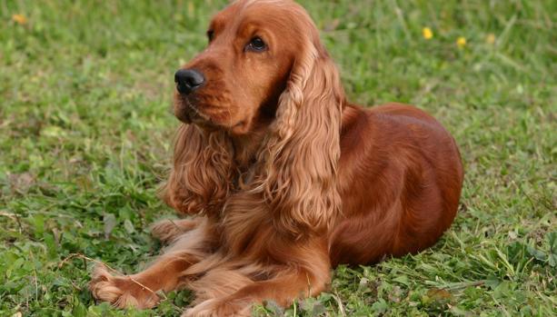 Investigan al dueño de un perro que supuestamente murió de hambre y deshidratación en Tarifa