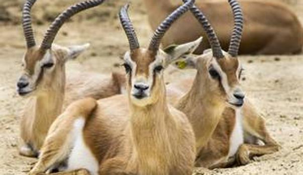 Las gacelas dorcas son una especie en peligro de extinción