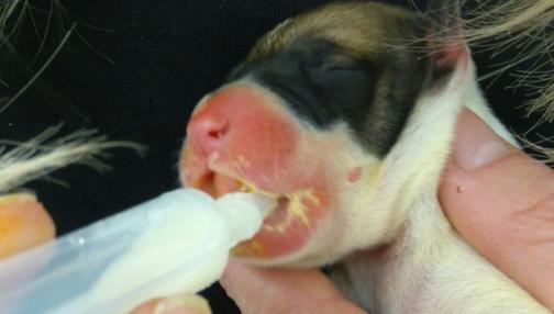 Abandonan a diez cachorros recién nacidos en un contenedor de Jerez