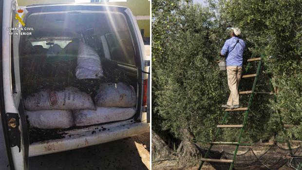 Personas de nacionalidad rumana vendían las aceitunas robadas que transporataban en furgonetas