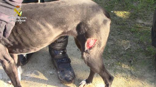 Los animales de la perrera ilegal de Chiclana estaban encerrados en jaulas, cadavéricos y enfermos