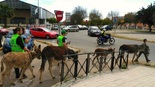 El equipo de burros se desplaza de una parcela a otra escoltado por la policía municipal