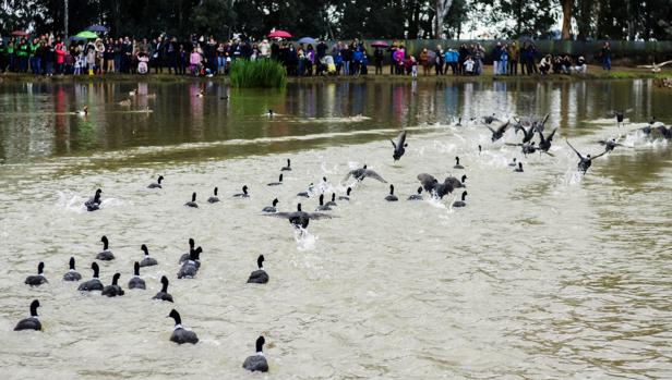 Patos en una de las lagunas de la Cañada de los Pájaros