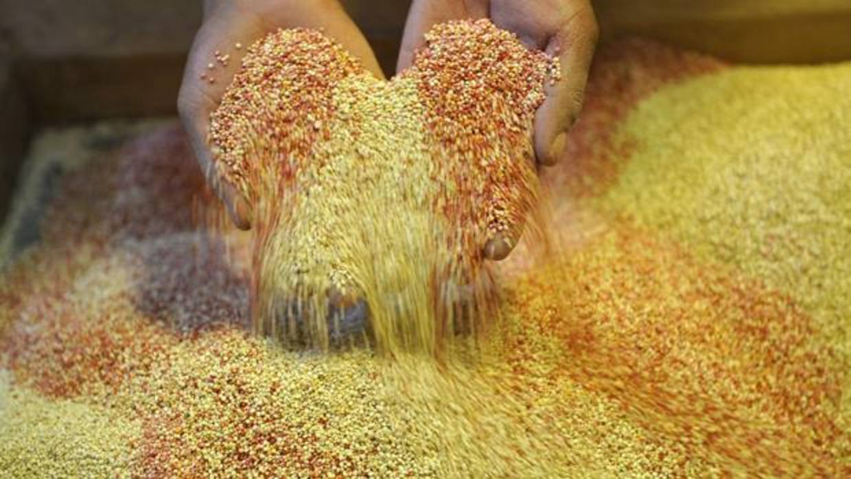 Cultivo de quinoa.