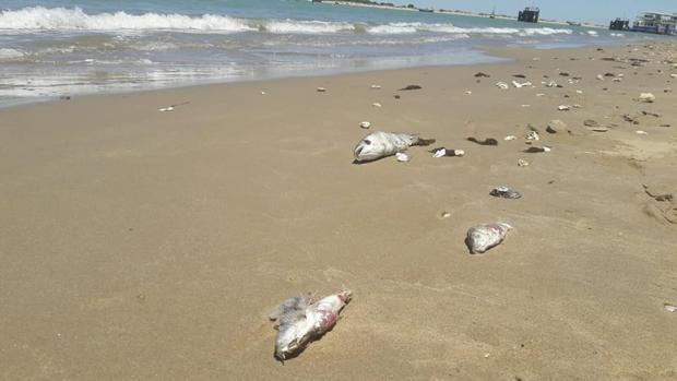 En junio aparecieron numerosos peces muertos en la playa de Sanlúcar