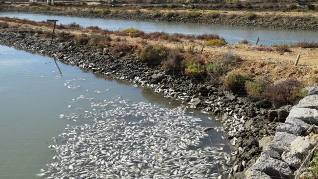 Ecologistas creen que Junta y Costas deben anular la concesión de la piscifactoría isleña