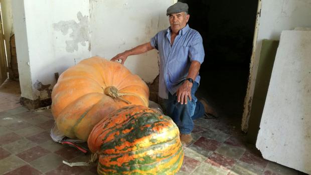 Recolecta una calabaza de 185 kilos