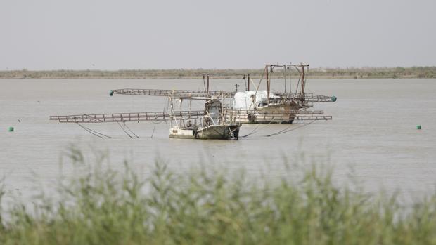 El río Guadalquivir: kilómetro cero del tráfico ilegal de angulas