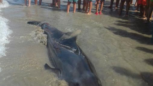 Aparece un delfín muerto en la playa de Vistahermosa de El Puerto