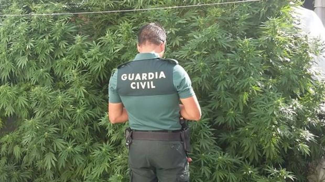 Un agente de la Guardia Civil frente a una plantación de marihuana