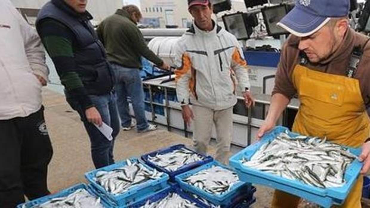 Critican la «mala gestión» del sector en la pesquería de la sardina