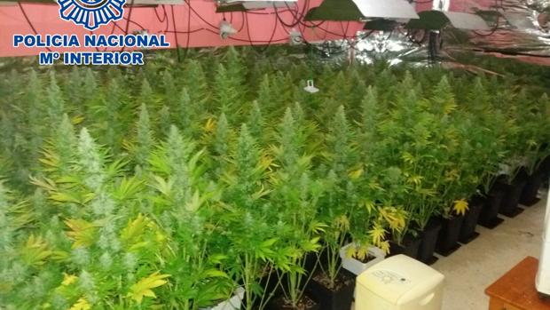 Desmantelada una plantación de marihuana en una vivienda de La Línea