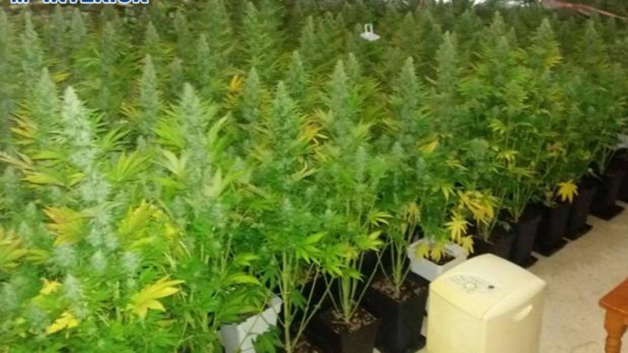 Desmantelan una plantación con 111 plantas de marihuana en La Línea